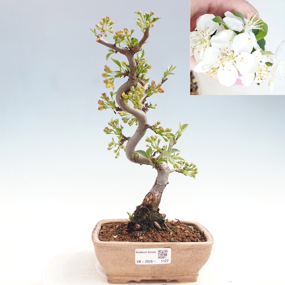 Outdoor bonsai - Malus sargentii - Jabłoń drobnoowocowa