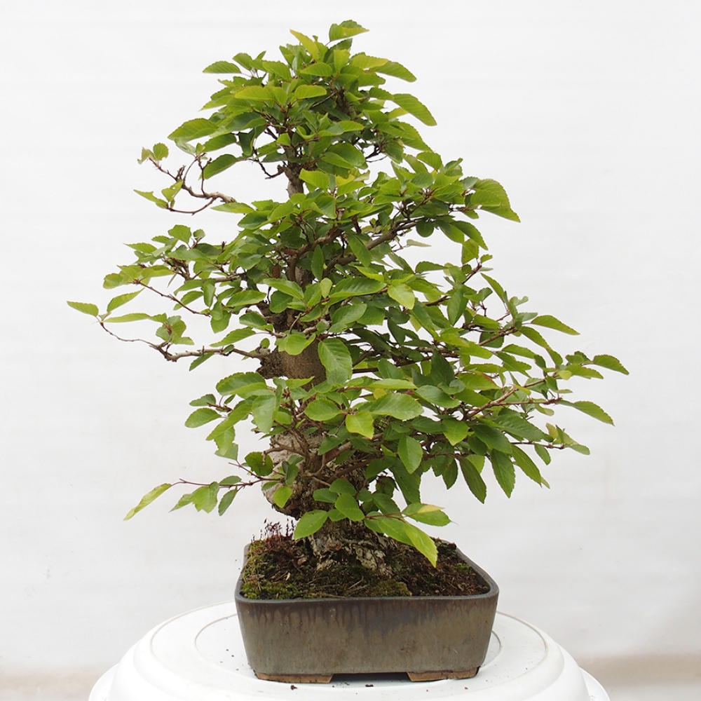 Bonsai zewnętrzne -Carpinus CARPINOIDES - grab koreański