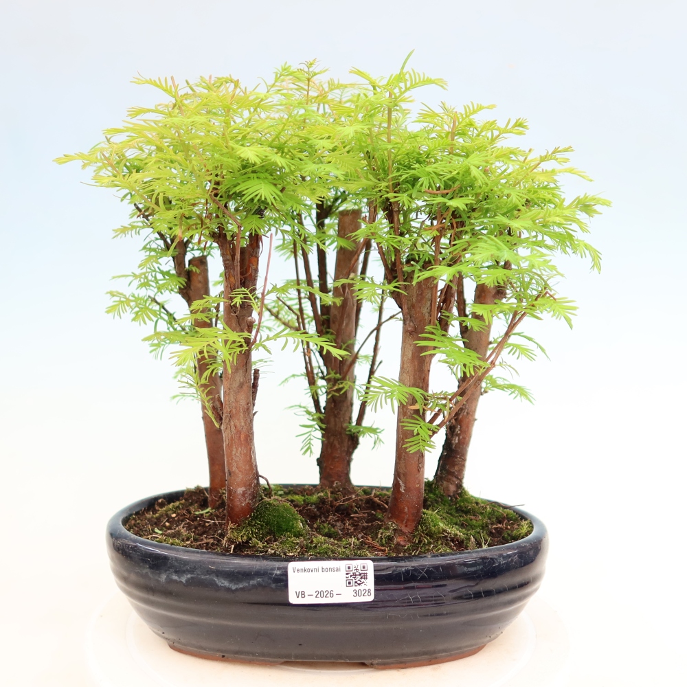 Bonsai ogrodowe – Metasequoia glyptostroboides – metasekwoja chińska – zagajnik