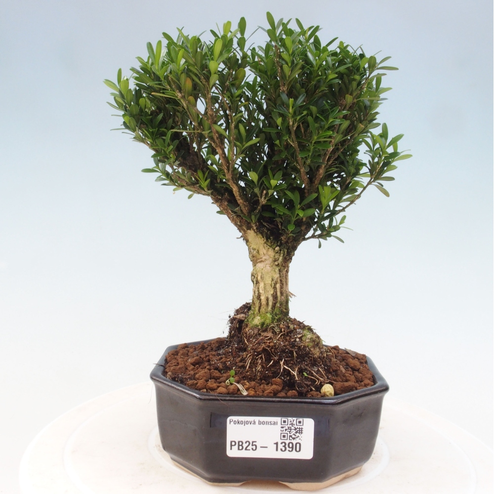 Bonsai pokojowe - Buxus harlandii - buxus korkowy