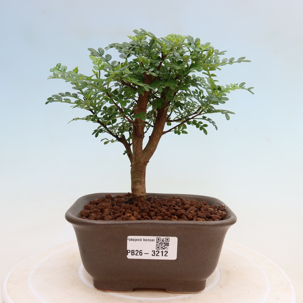 Pokój bonsai - Zantoxylum piperitum - drzewo pieprzowe