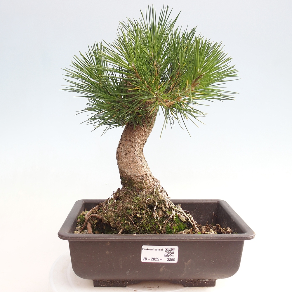 Outdoor bonsai - Pinus thunbergii - sosna Thunberga