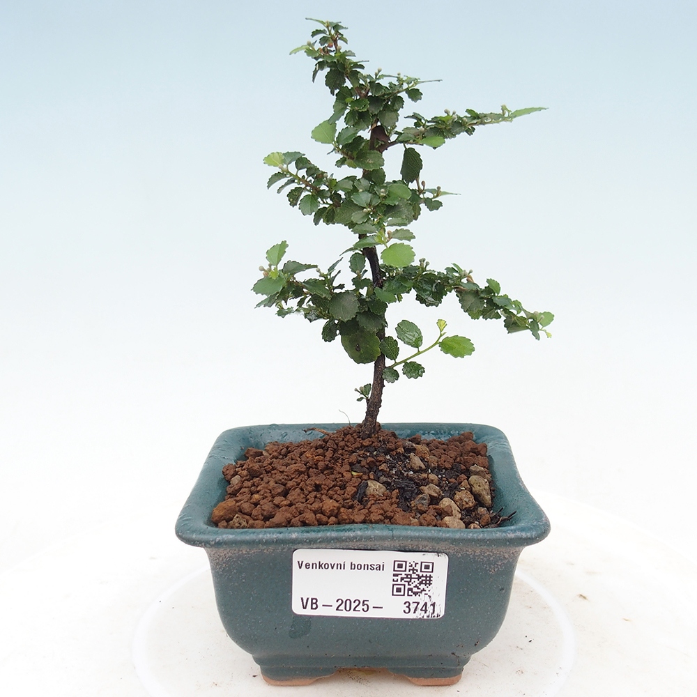 Bonsai wewnętrzne - Grewia sp. - Grewie drobnolistne