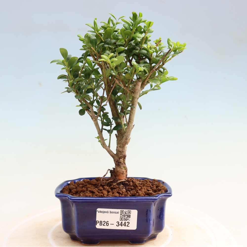 Pokój bonsai - Ilex crenata - Ostrokrzew