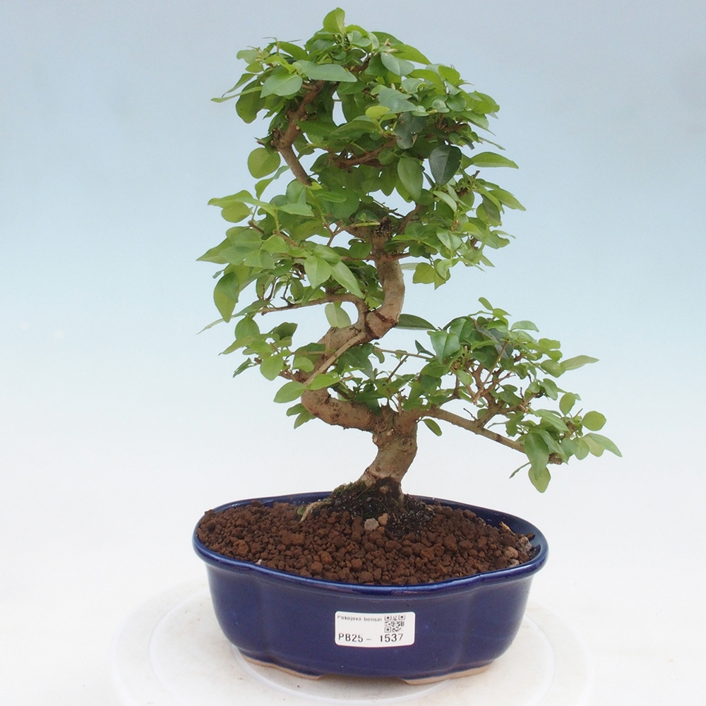 Indoor bonsai -Ligustrum chinensis - dziób ptaka