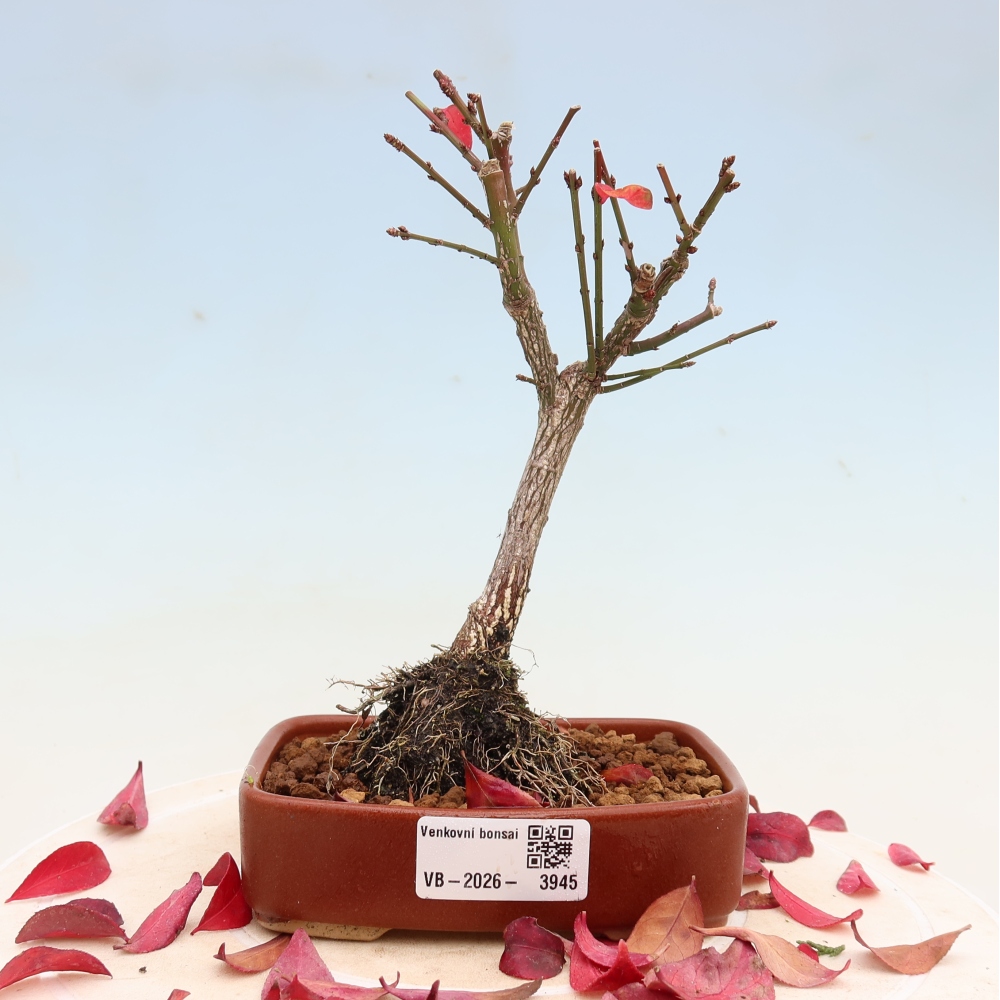 Bonsai ogrodowe – Euonymus alatus comactus – skrzydlaty