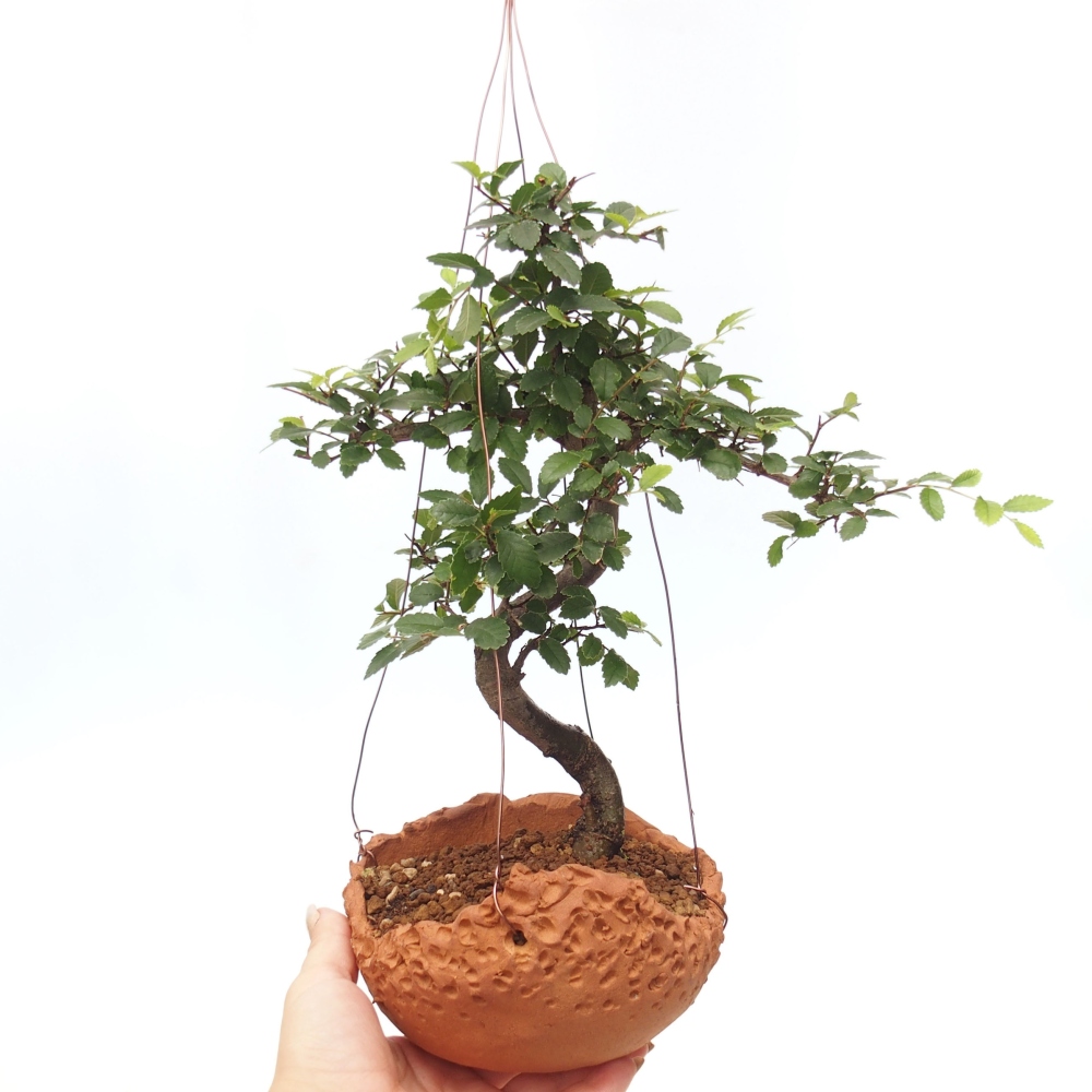 Kokedama w ceramice -Ulmus parvifolia- wiąz drobnolistny