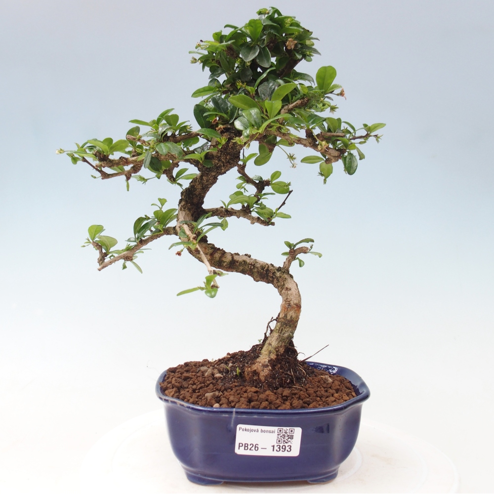 Bonsai pokojowe - Carmona macrophylla - Tea fuki