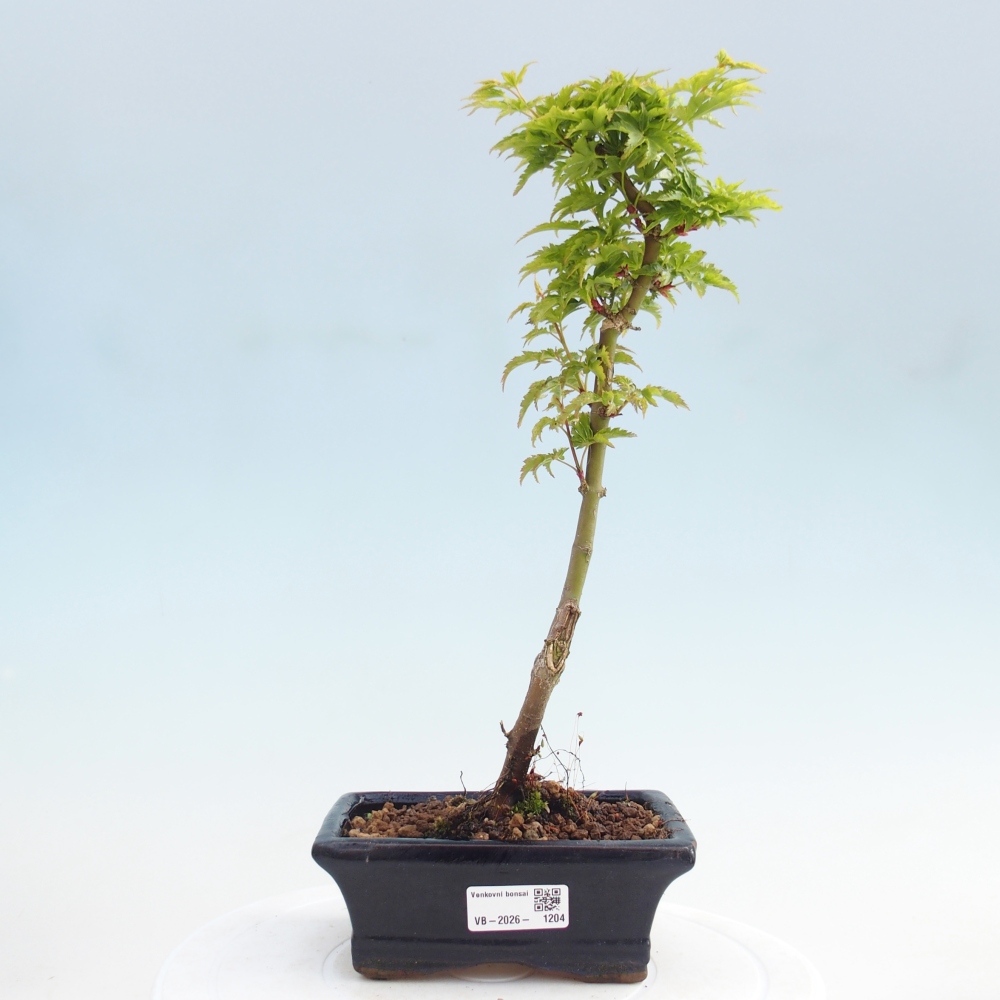 Outdoor bonsai - palma jaworowa Acer palmatum Shishigashira
