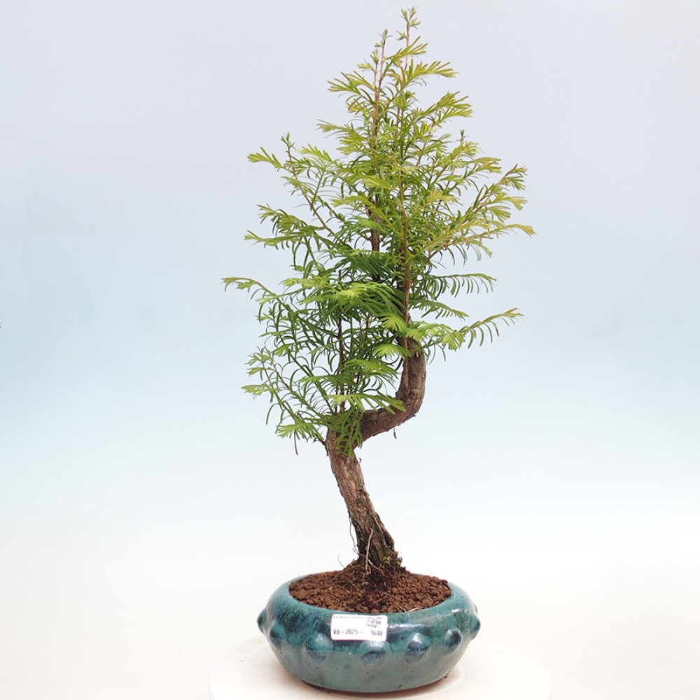 Outdoor bonsai - Metasequoia glyptostroboides - chińskie metasekvoje