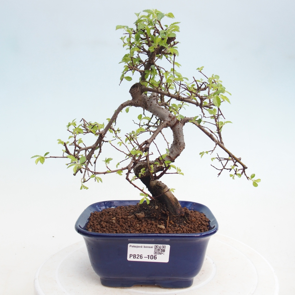 Pokój bonsai - Ulmus parvifolia - Wiąz drobnolistny