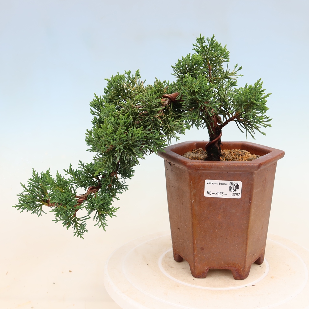 Outdoor bonsai - Juniperus chinensis Kishu