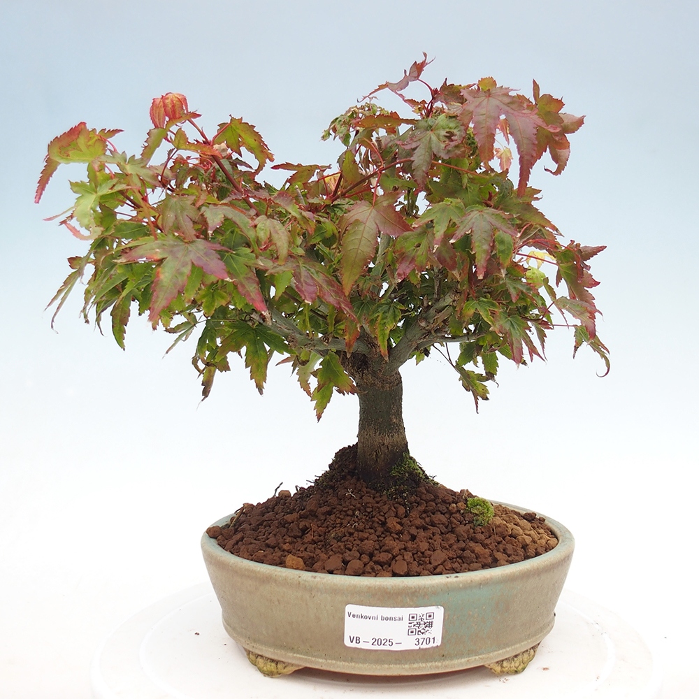 Acer palmatum KIOHIME - klon palmowy