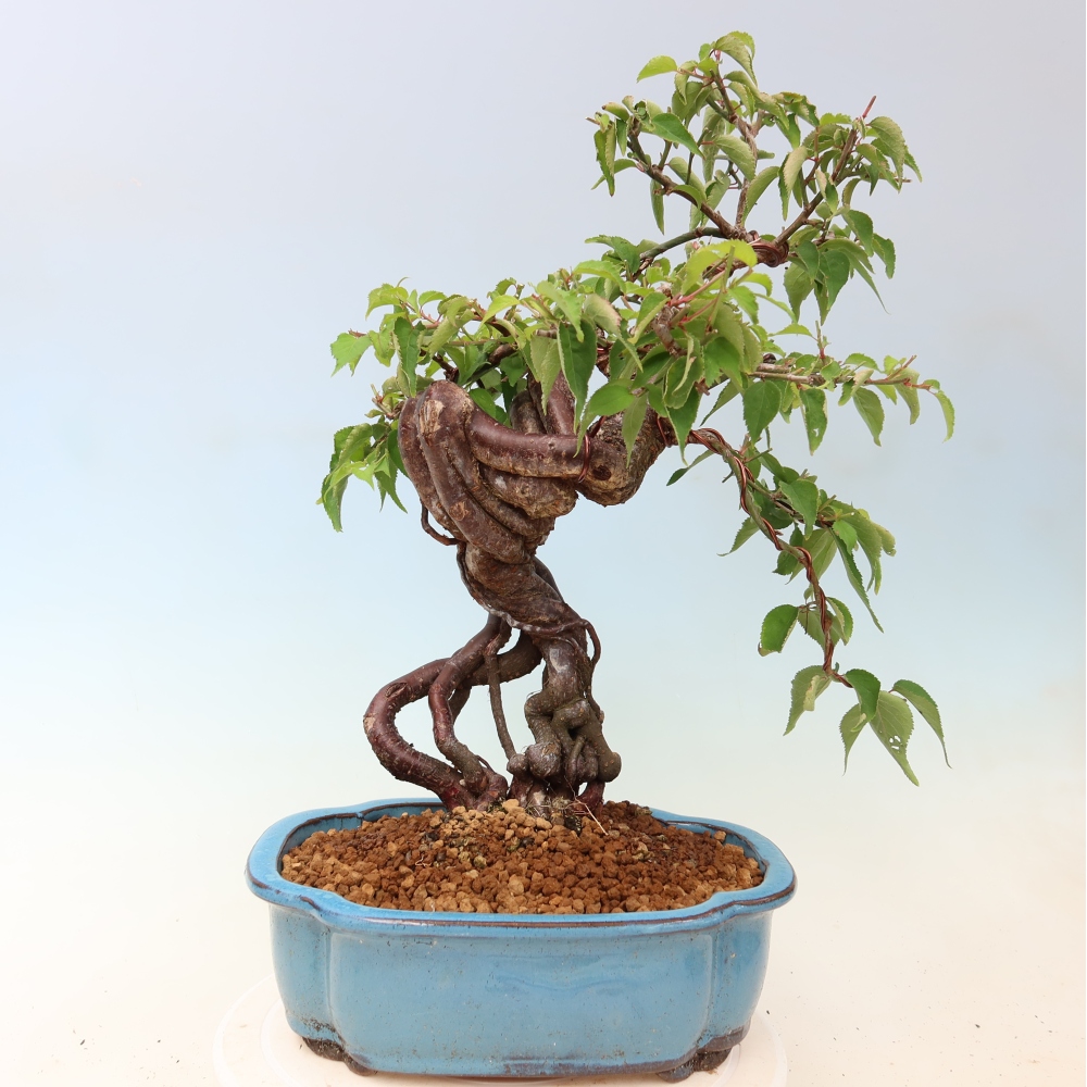 Bonsai ogrodowe – japońska śliwka – Prunus Mume