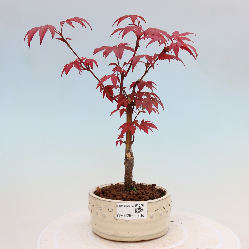 Bonsai na zewnątrz - Palma Acer. Atropurpureum-Javor palmate