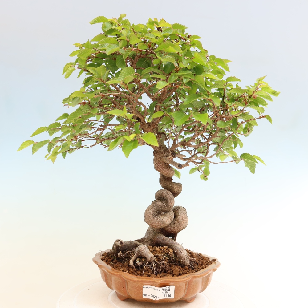 Outdoor bonsai - Carpinus coreana - grab koreański