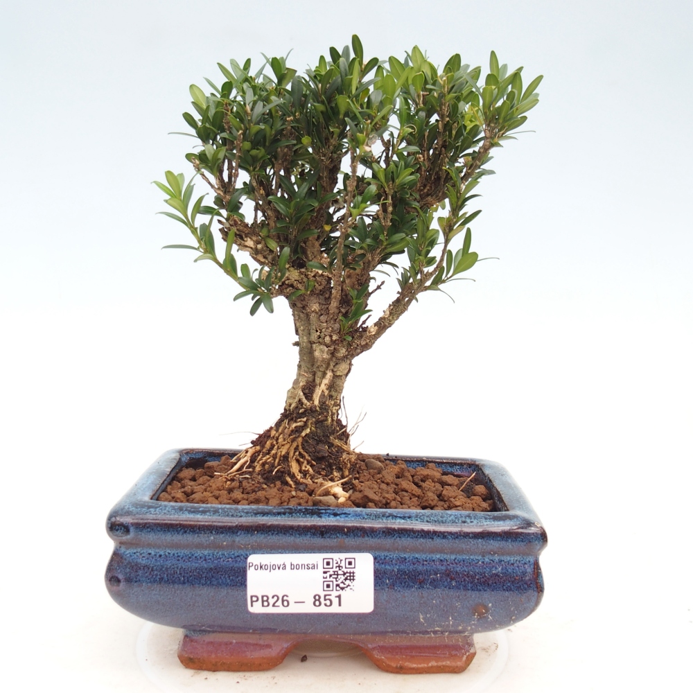Pokój bonsai - Buxus harlandii - buxus korkowy