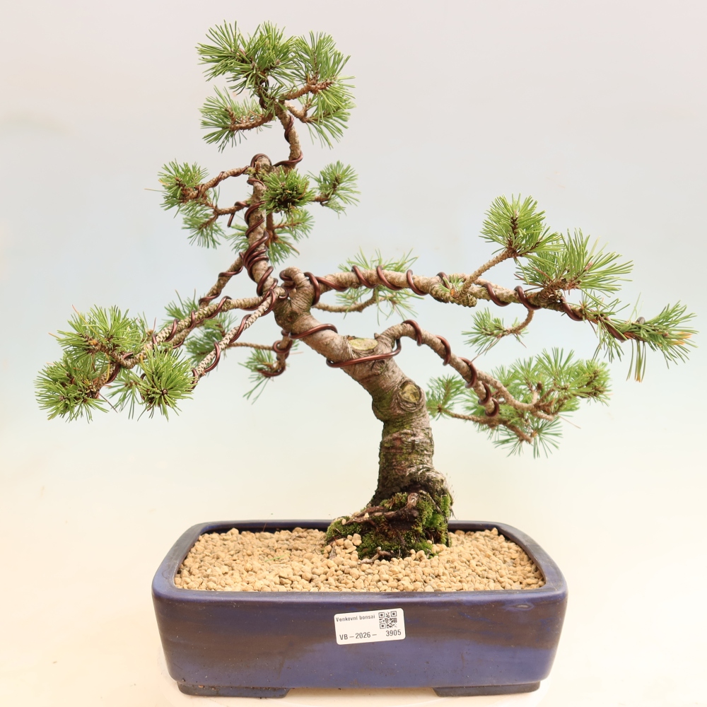 Bonsai ogrodowe – Pinus mugo Humpy – sosna karłowata