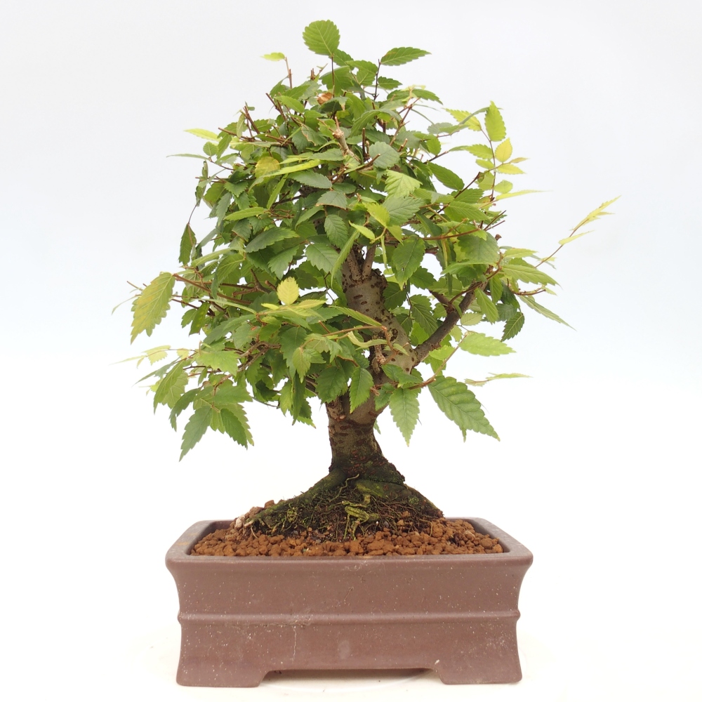 Bonsai na zewnątrz - Zelkova - Zelkova serrata
