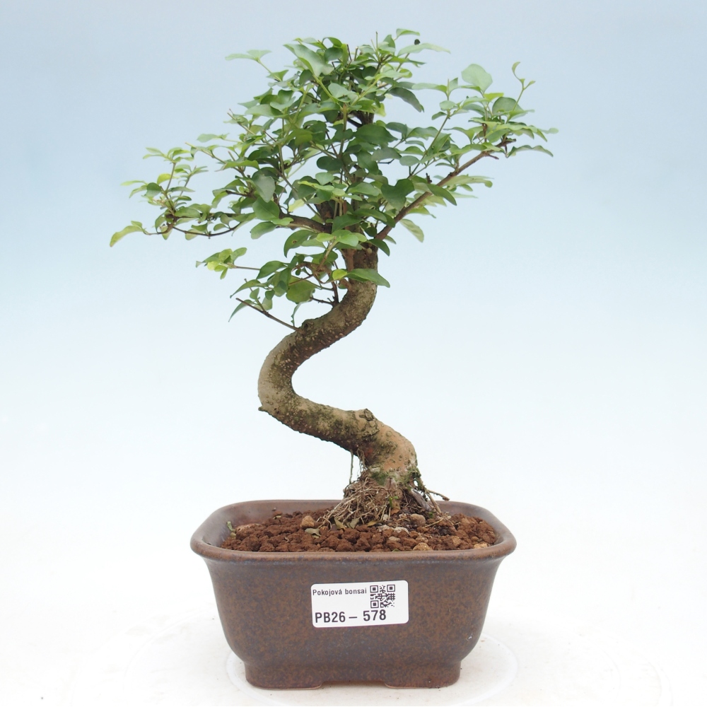Pokój bonsai - Ligustrum chinensis - Dziób ptaka