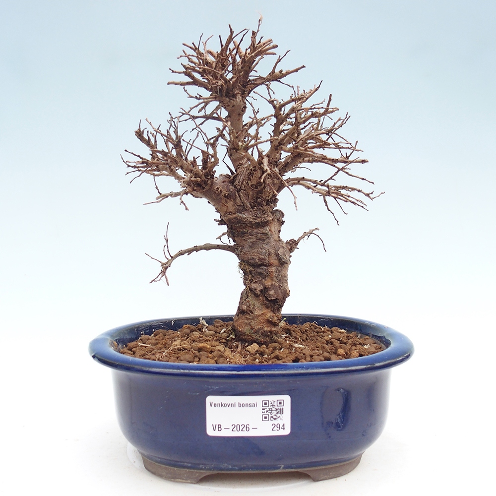 Bonsai zewnętrzne - Zelkova - Zelkova NIRE