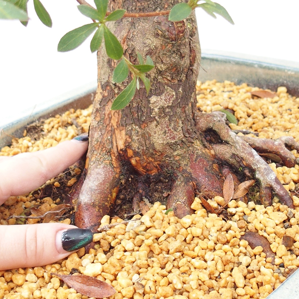 Bonsai zewnętrzne - Azalia japońska - Azalia satsuki
