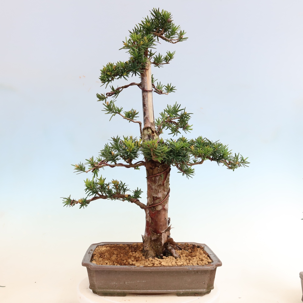 Bonsai ogrodowe – Taxus cuspidata – cis japoński