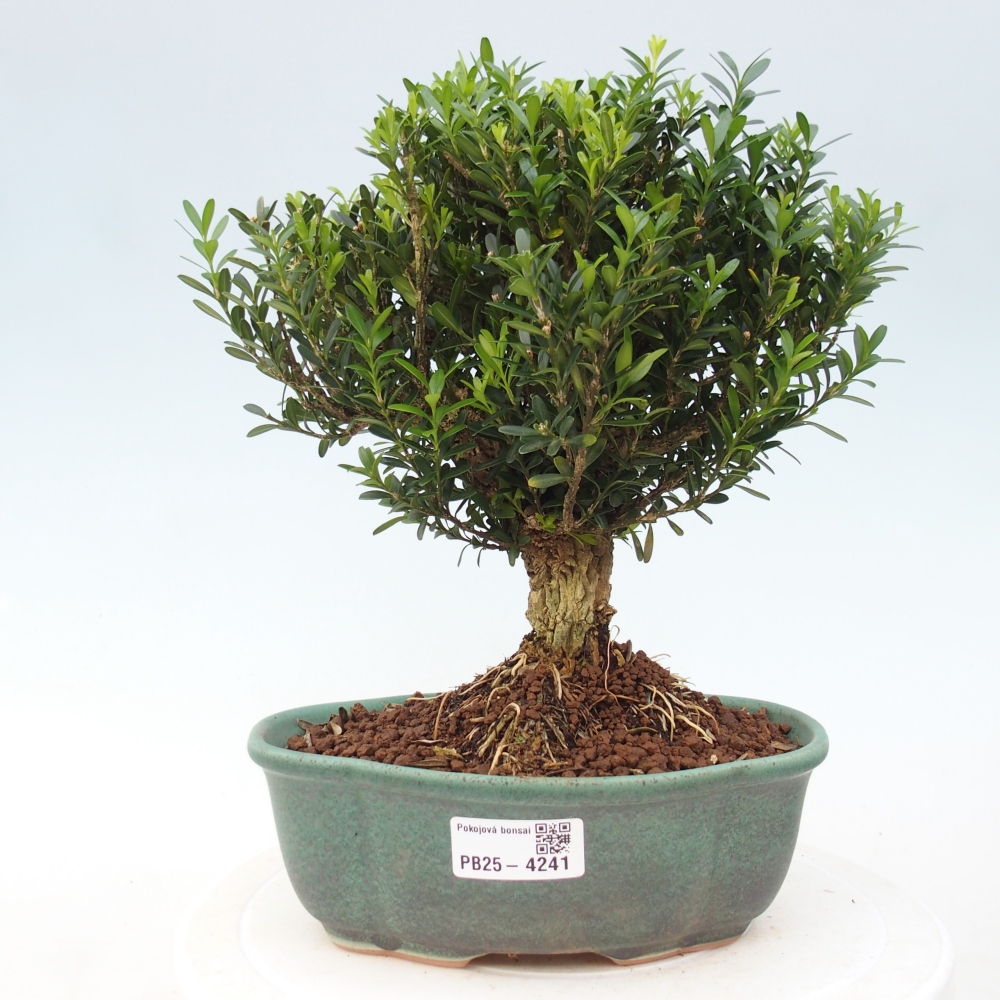 Pokój bonsai - Buxus harlandii - buxus korkowy