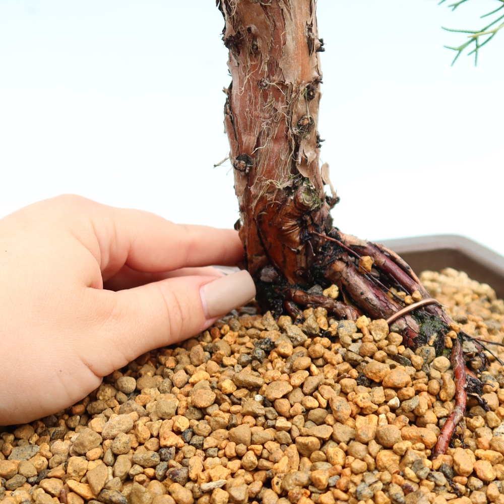 Outdoor bonsai - Juniperus chinensis Kishu