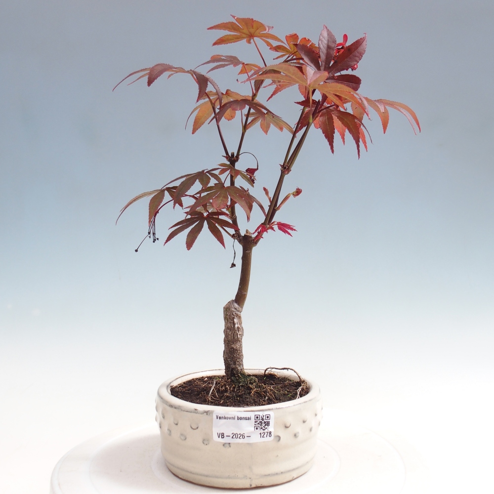 Bonsai na zewnątrz - Palma Acer. Atropurpureum-Javor palmate
