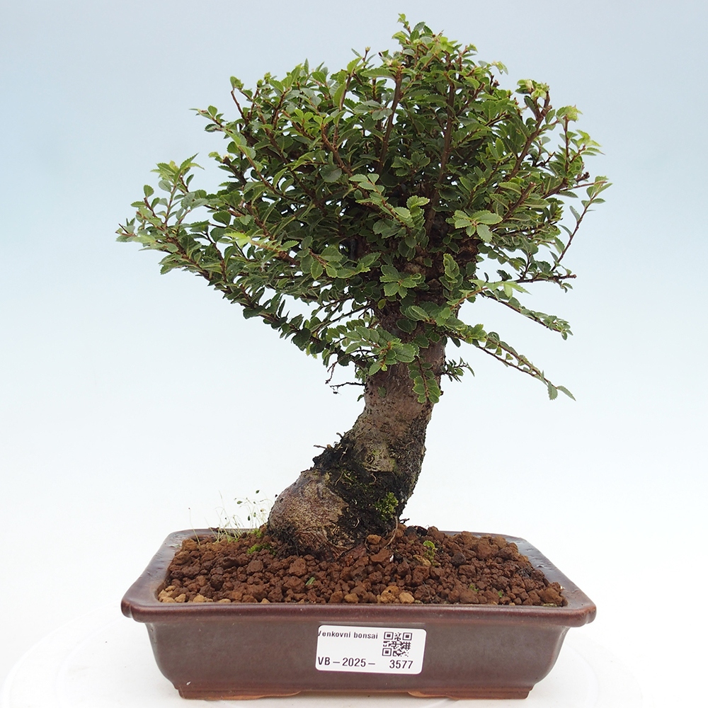 Bonsai zewnętrzne - Ulmus parvifolia Hokkaido - wiąz chiński