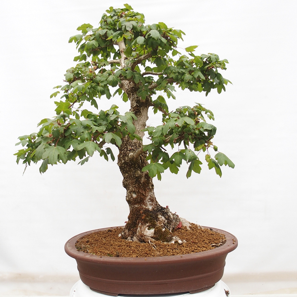 Bonsai zewnętrzne - Klon dziecięcy - Acer campestre