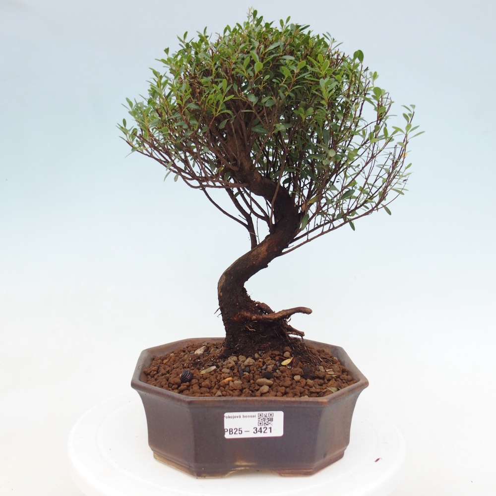Pokój bonsai - Syzygium - Pimento