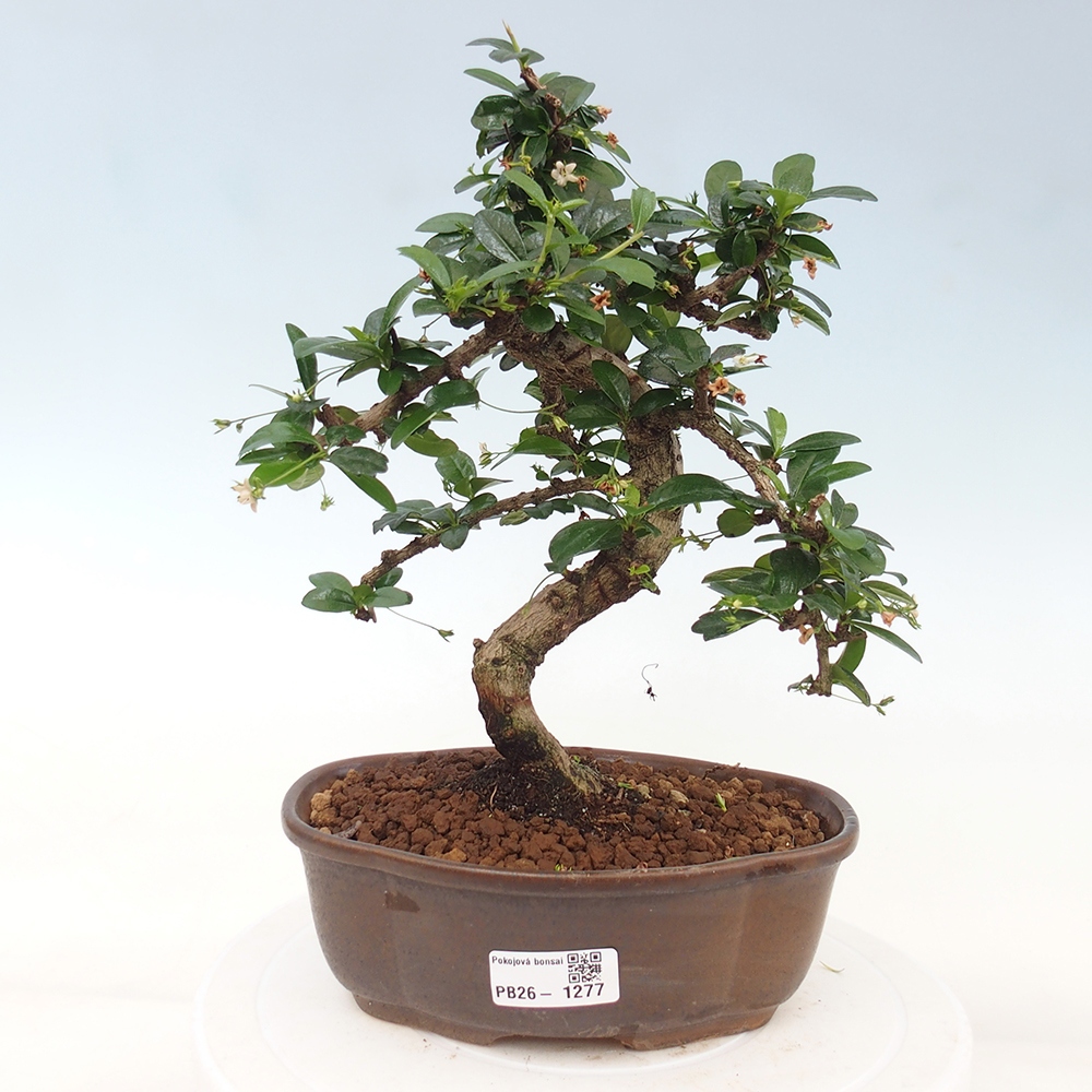 Bonsai pokojowe - Carmona macrophylla - Tea fuki
