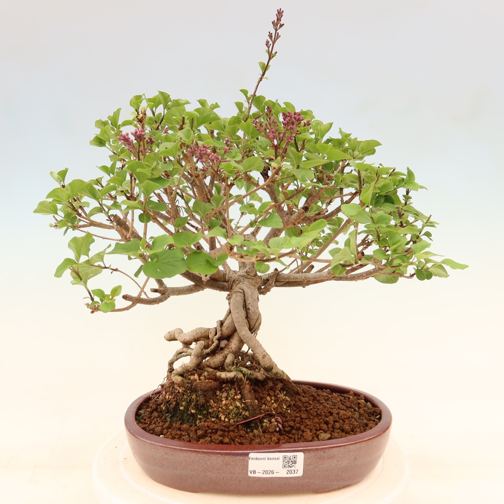 Outdoor bonsai - Syringa microphylla - liliowiec drobnokwiatowy
