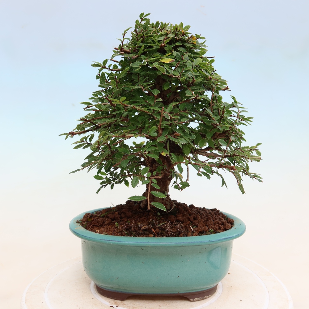 Bonsai zewnętrzne - Zelkova - Zelkova NIRE