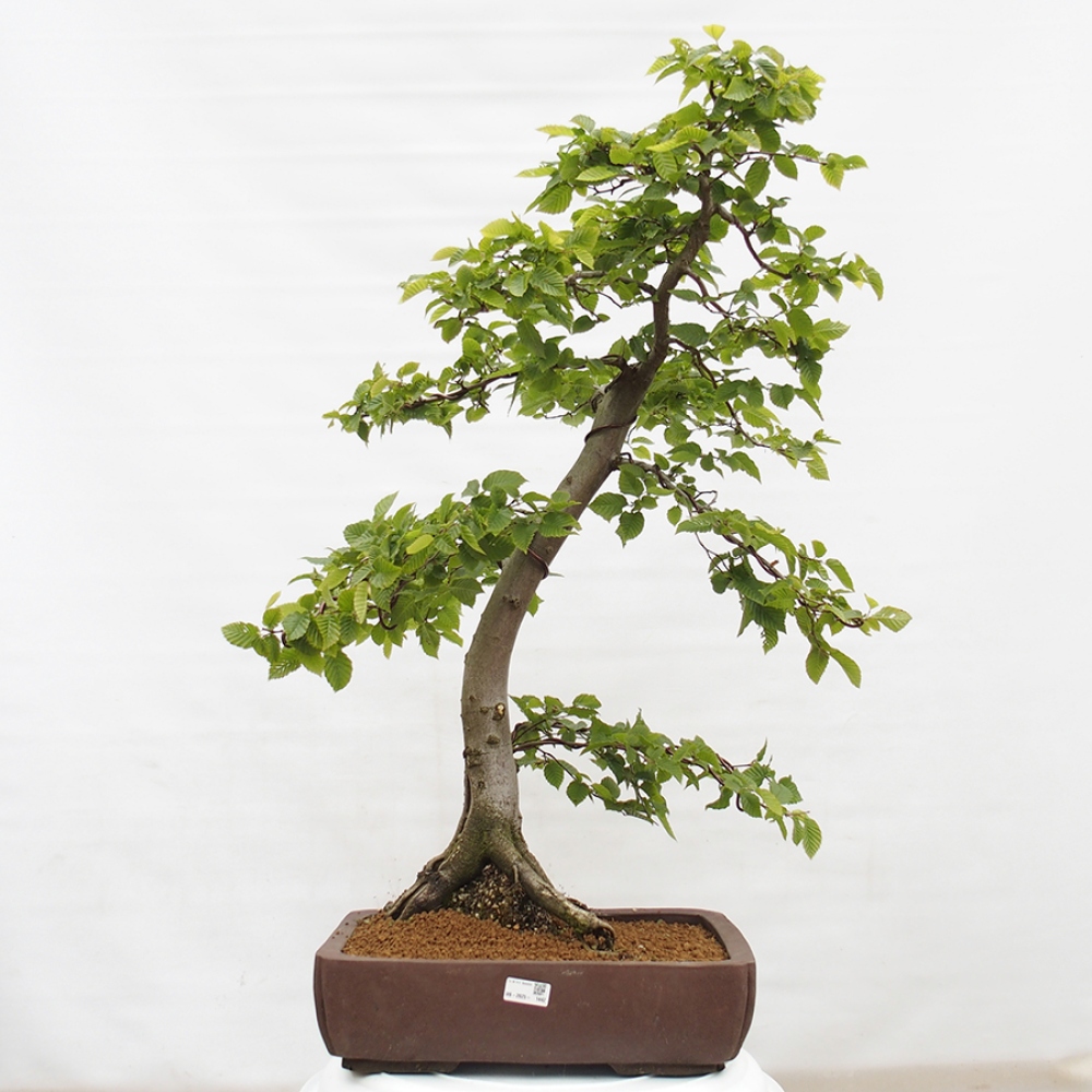 Bonsai zewnętrzne - Grab - Carpinus betulus