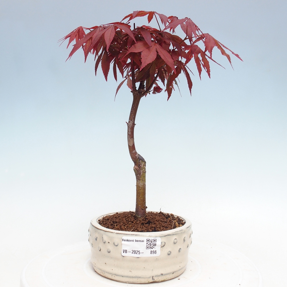 Bonsai zewnętrzne - palma Acer. Klon Atropurpureum-Palmleaf