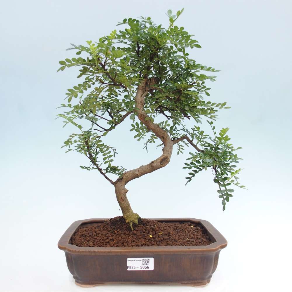 Bonsai wewnętrzne - Zantoxylum piperitum - drzewo pieprzowe