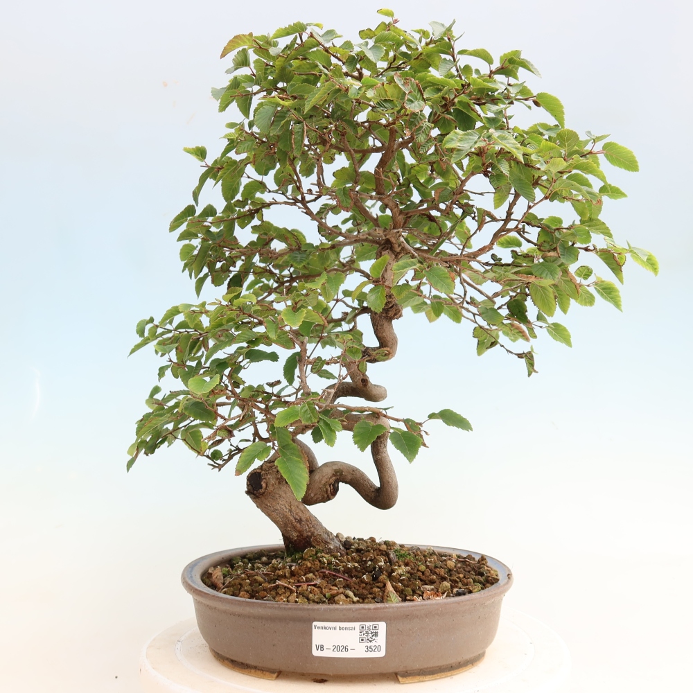 Outdoor bonsai - Carpinus CARPINOIDES - grab koreański