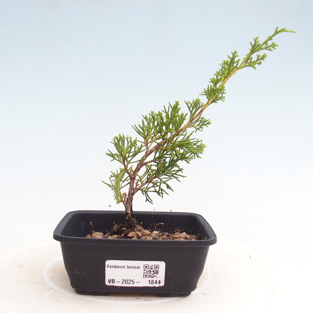 Outdoor bonsai - Juniperus chinensis Itoigawa - Jałowiec chiński