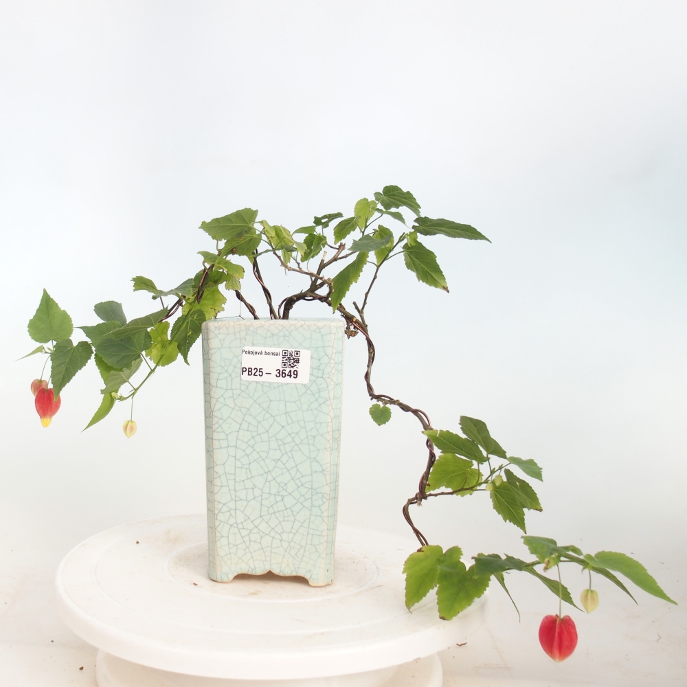 Bonsai domowe - Abutilon Big Bell - Cloudberry