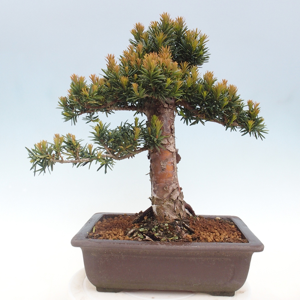 Bonsai na zewnątrz - Taxus cuspidata - cis japoński