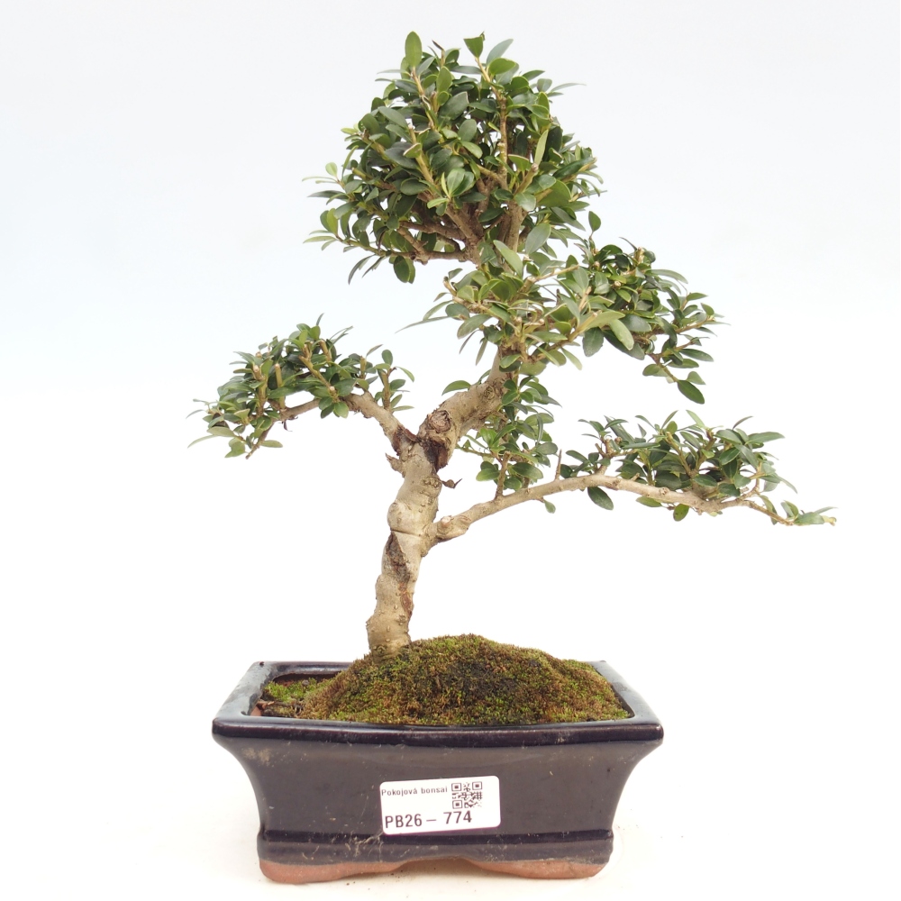 Pokój bonsai - Ilex crenata - Ostrokrzew
