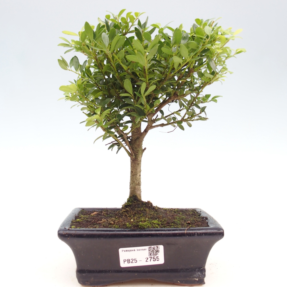 Kryty bonsai - Ilex crenata - Holly