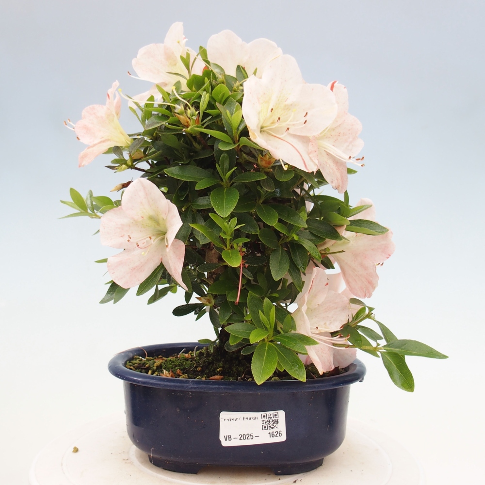 Bonsai ogrodowe - azalia japońska - Azalea Asazakura