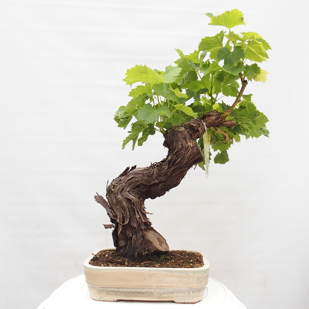 Bonsai plenerowe - Vitis vinnifera MUSKAT ITALIA  - Winorośl