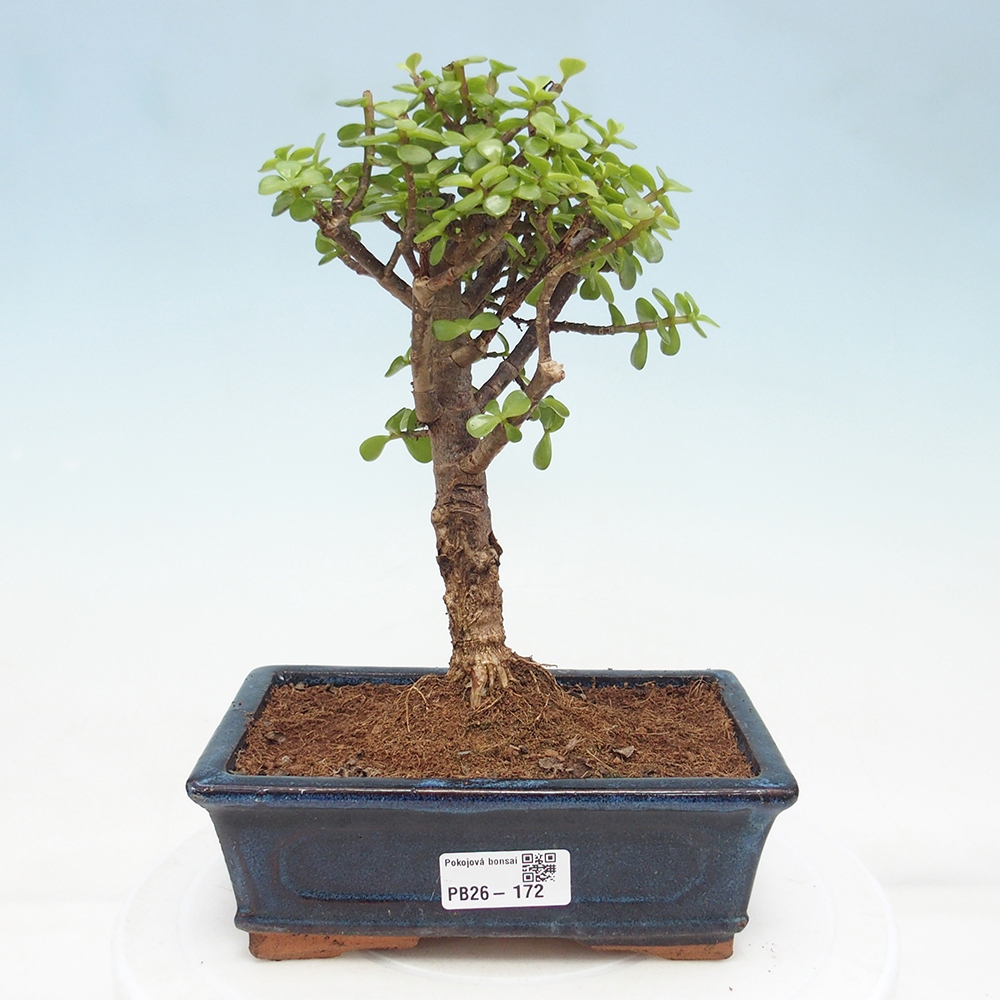Pokój bonsai - Portulakaria Afra - Tlustice