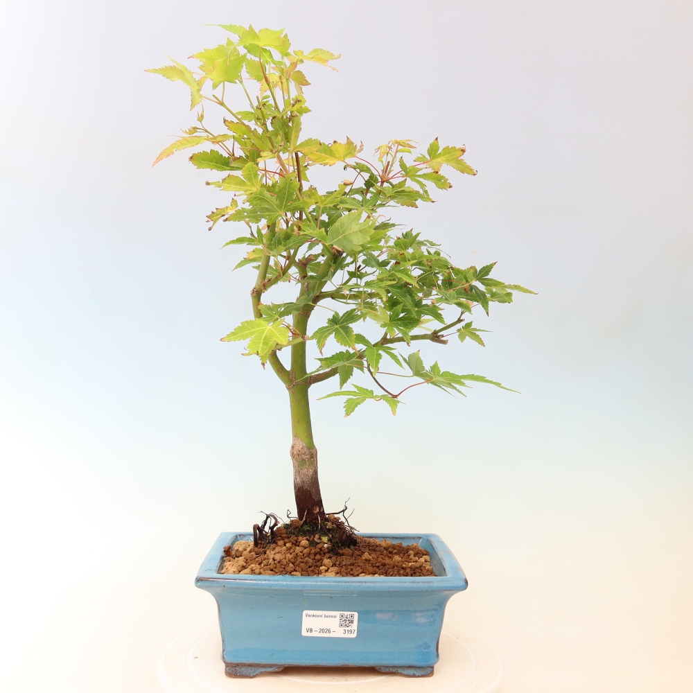 Acer palmatum Aureum - złoty klon