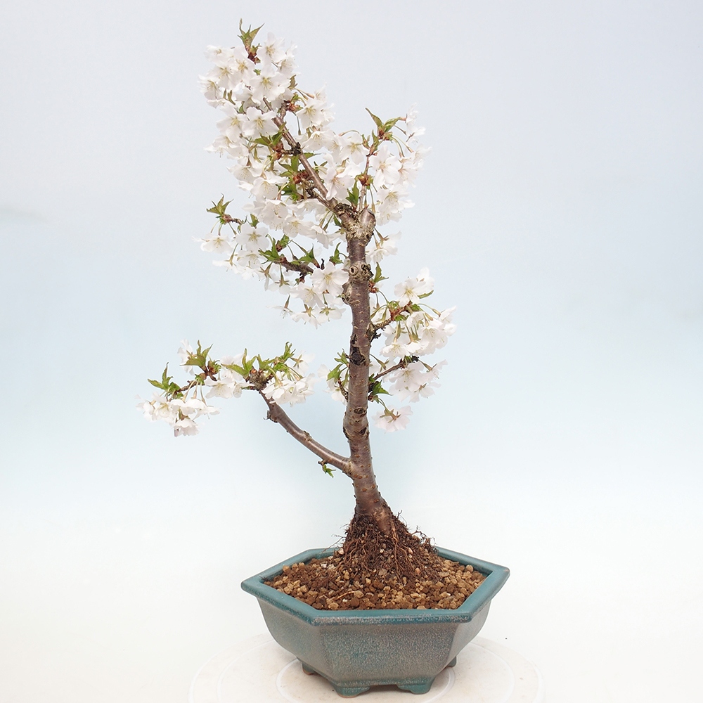 Outdoor bonsai - Prunus incisa Kojou-no mai-Plivon wycięty
